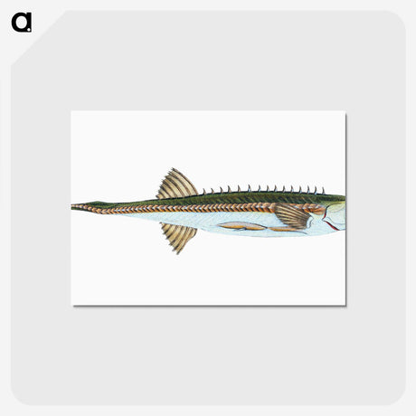 1-9_The-Natural-History-of-British-Fishes_postcard