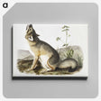 1-9_The-Viviparous-Quadrupeds_canvas