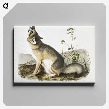 1-9_The-Viviparous-Quadrupeds_canvas