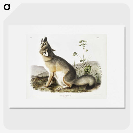 1-9_The-Viviparous-Quadrupeds_picture