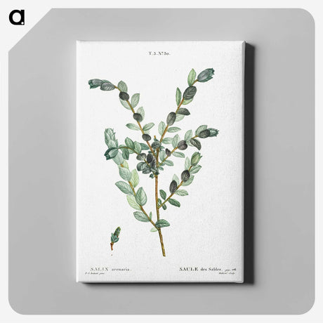 1-9_Treatise-on-Trees-and-Shrubs_canvas