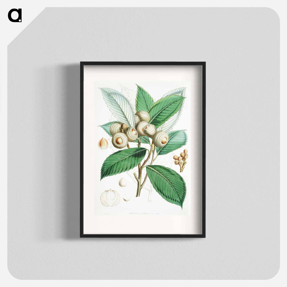 Bull Oak (Quercus Lamellosa) - ウォルター フッド フィッチ Poster.