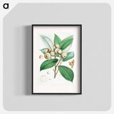 Bull Oak (Quercus Lamellosa) - ウォルター フッド フィッチ Poster.