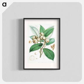 アートポスター-Bull Oak (Quercus Lamellosa) - ウォルター フッド フィッチ Poster.