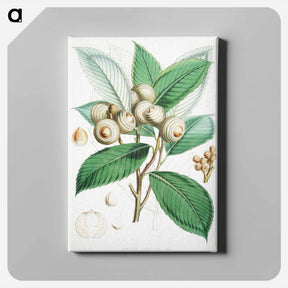 アートパネル-Bull Oak (Quercus Lamellosa) - ウォルター フッド フィッチ Canvas.