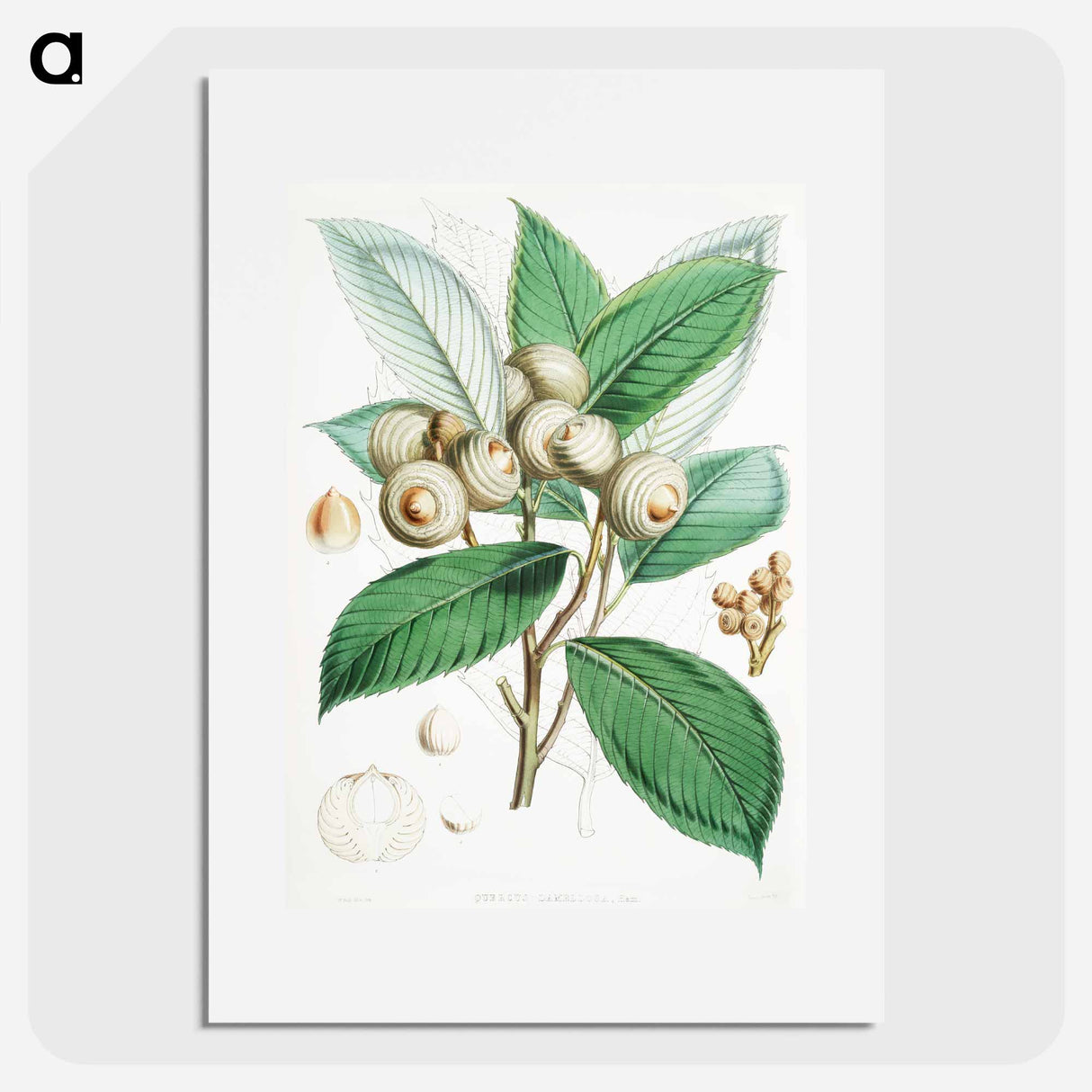 Bull Oak (Quercus Lamellosa) - ウォルター フッド フィッチ Poster.