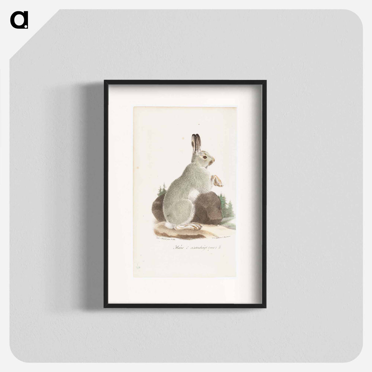 Jänis talviasussa, tidskrift för jägare och naturforskare -lehden kuvitusta - ヴィルヘルム フォン ライト Poster.