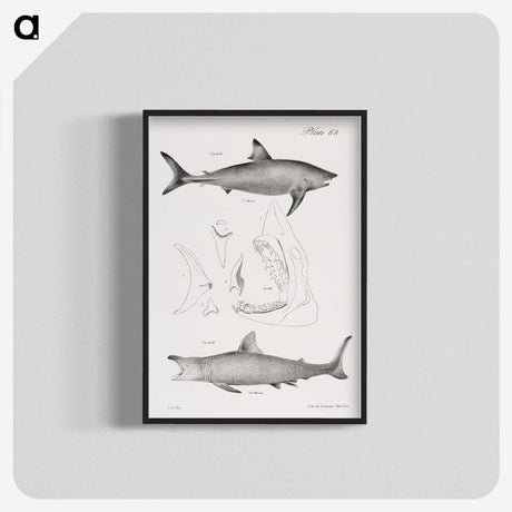 1-9_Zoology-of-New-York_blk-crop