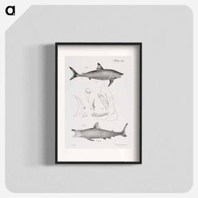 アートポスター-The Mackerel Porbeagle (Lamna punctata)  The Basking Shark (Selachus maximus) - ニューヨークの動物学 Poster.