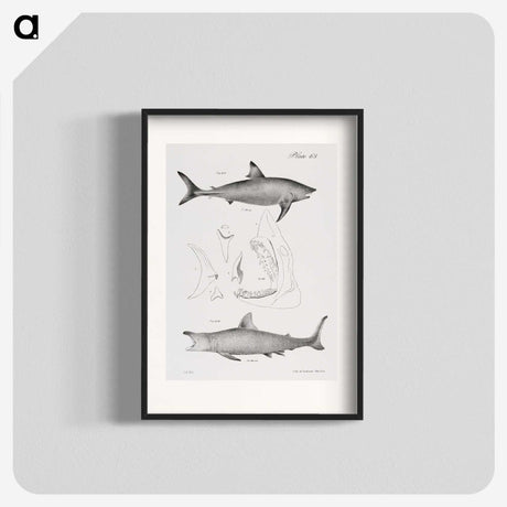 1-9_Zoology-of-New-York_blk