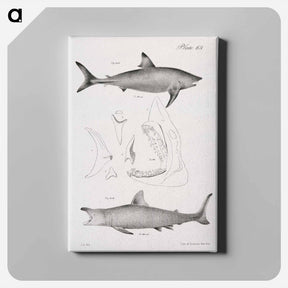 アートパネル-The Mackerel Porbeagle (Lamna punctata)  The Basking Shark (Selachus maximus) - ニューヨークの動物学 Canvas.