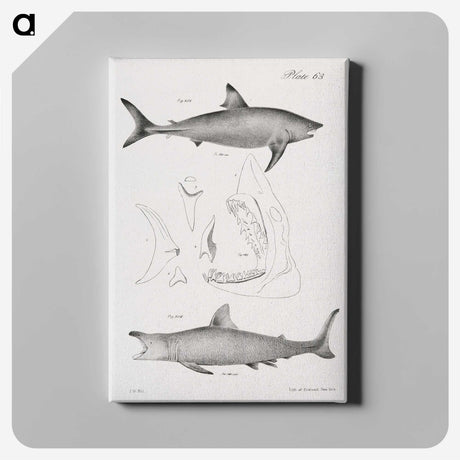1-9_Zoology-of-New-York_canvas