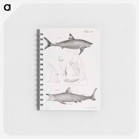 アートメモ帳-The Mackerel Porbeagle (Lamna punctata)  The Basking Shark (Selachus maximus) - ニューヨークの動物学 Memo.
