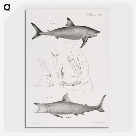 1-9_Zoology-of-New-York_picture-crop