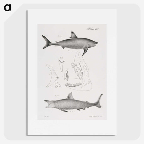 1-9_Zoology-of-New-York_picture