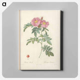 アートパネル-Rose illustration - ピエール ジョゼフ ルドゥーテ Canvas.