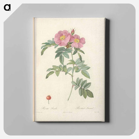 アートパネル-Rose illustration - ピエール ジョゼフ ルドゥーテ Canvas.