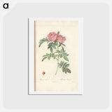 アートポストカード-Rose illustration - ピエール ジョゼフ ルドゥーテ Postcard.
