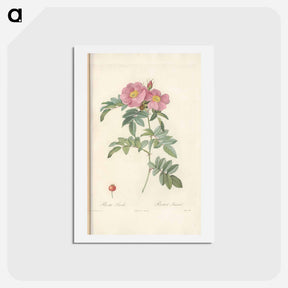 アートポストカード-Rose illustration - ピエール ジョゼフ ルドゥーテ Postcard.