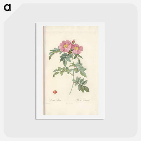 アートポストカード-Rose illustration - ピエール ジョゼフ ルドゥーテ Postcard.