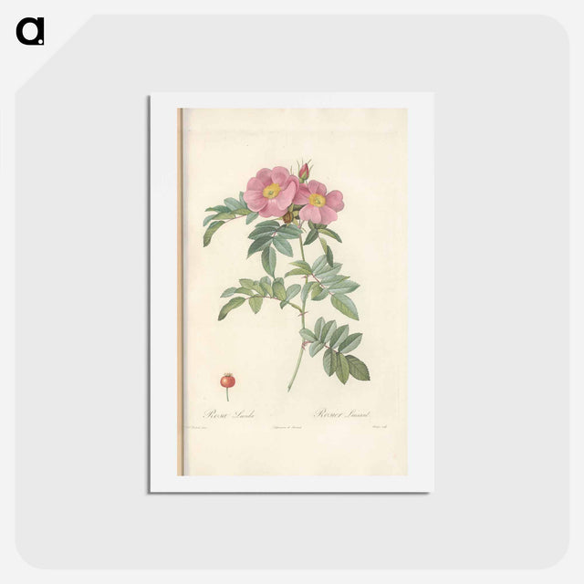 アートポストカード-Rose illustration - ピエール ジョゼフ ルドゥーテ Postcard.