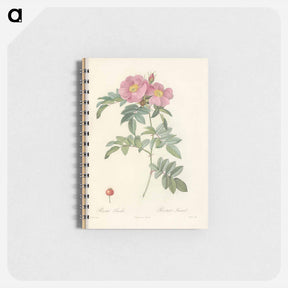 アートメモ帳-Rose illustration - ピエール ジョゼフ ルドゥーテ Memo.