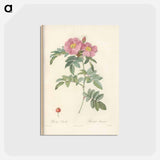 アートポストカード-Rose illustration - ピエール ジョゼフ ルドゥーテ Postcard.