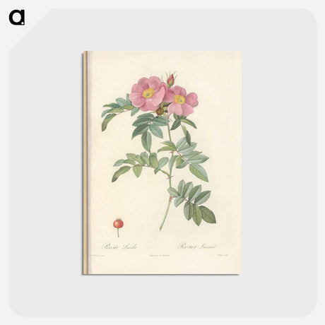 アートポストカード-Rose illustration - ピエール ジョゼフ ルドゥーテ Postcard.