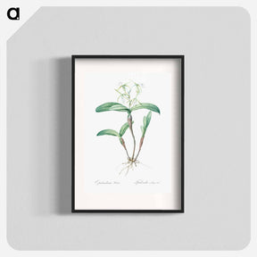 アートポスター-Fringed Star Orchid - ピエール ジョゼフ ルドゥーテ Poster.