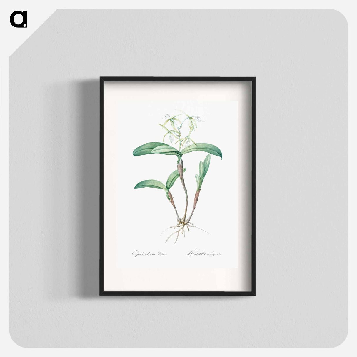 Fringed Star Orchid - ピエール ジョゼフ ルドゥーテ Poster.