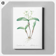 アートパネル-Fringed Star Orchid - ピエール ジョゼフ ルドゥーテ Canvas.