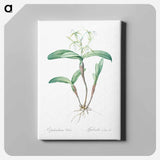 アートパネル-Fringed Star Orchid - ピエール ジョゼフ ルドゥーテ Canvas.