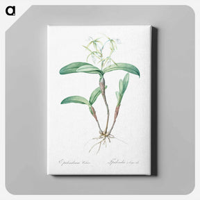 アートパネル-Fringed Star Orchid - ピエール ジョゼフ ルドゥーテ Canvas.