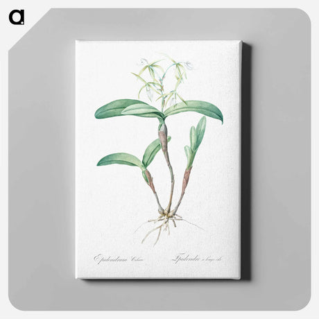 アートパネル-Fringed Star Orchid - ピエール ジョゼフ ルドゥーテ Canvas.