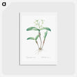 アートポストカード-Fringed Star Orchid - ピエール ジョゼフ ルドゥーテ Postcard.