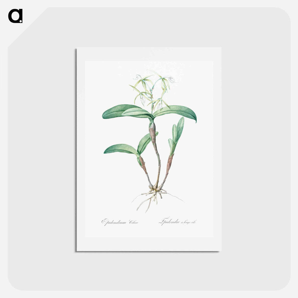 アートポストカード-Fringed Star Orchid - ピエール ジョゼフ ルドゥーテ Postcard.
