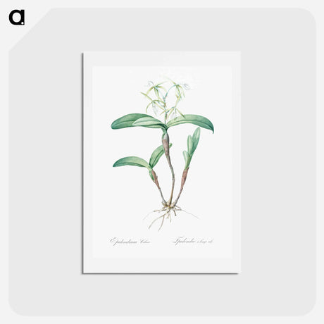 アートポストカード-Fringed Star Orchid - ピエール ジョゼフ ルドゥーテ Postcard.