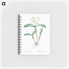 アートメモ帳-Fringed Star Orchid - ピエール ジョゼフ ルドゥーテ Memo.