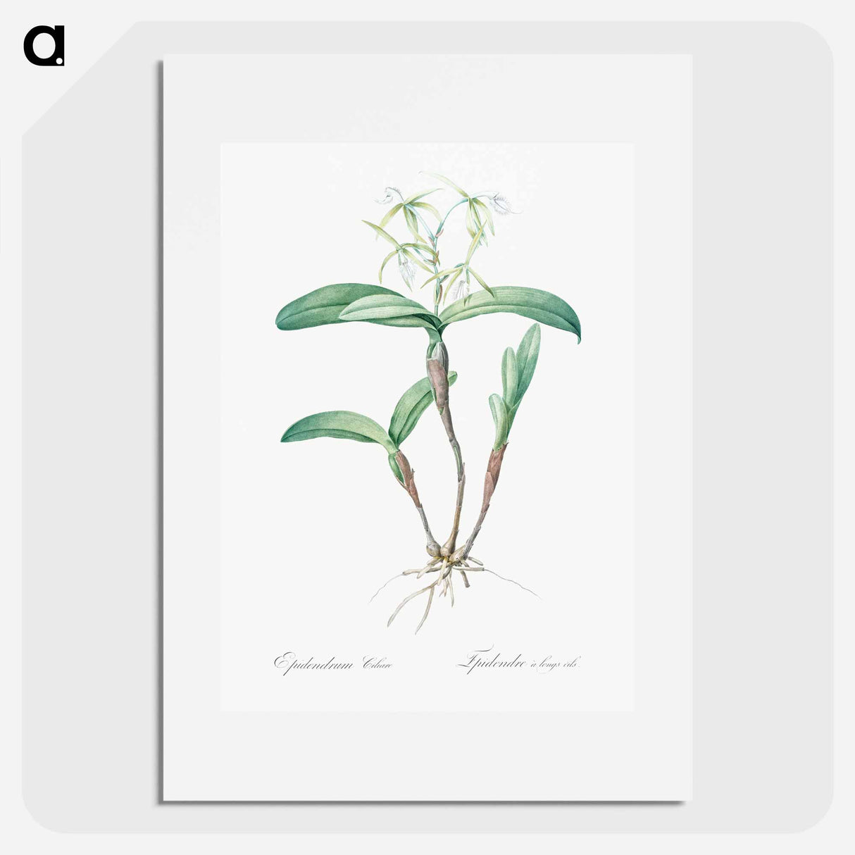 Fringed Star Orchid - ピエール ジョゼフ ルドゥーテ Poster.