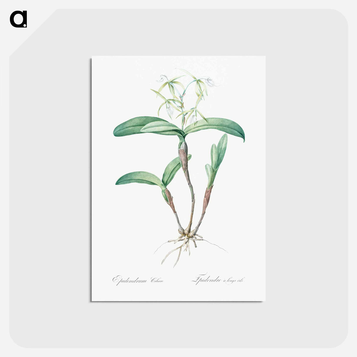 アートポストカード-Fringed Star Orchid - ピエール ジョゼフ ルドゥーテ Postcard.