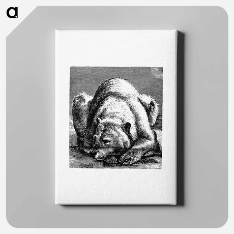 アートパネル-Bear from Nimrod In The North, Or Hunting And Fishing Adventures In The Artic Regions
 - 大英図書館 Canvas.