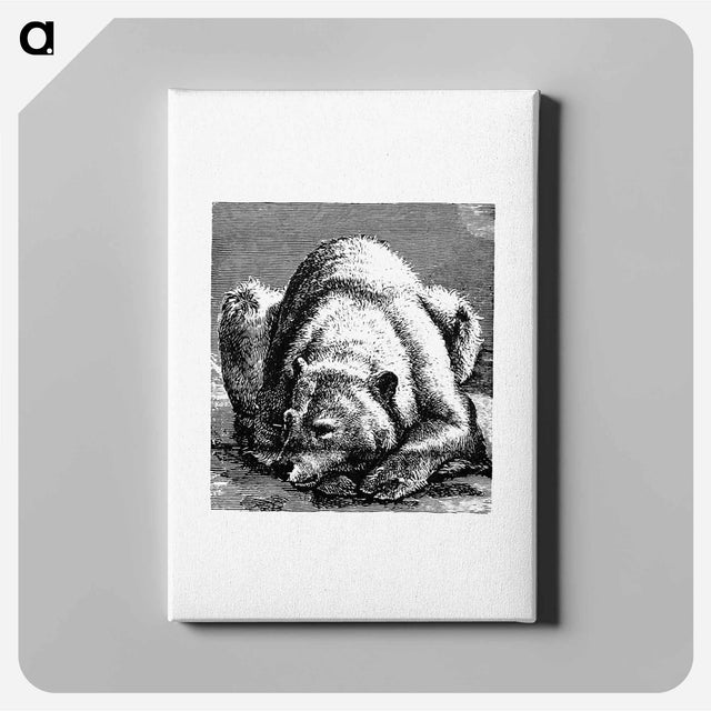 アートパネル-Bear from Nimrod In The North, Or Hunting And Fishing Adventures In The Artic Regions
 - 大英図書館 Canvas.