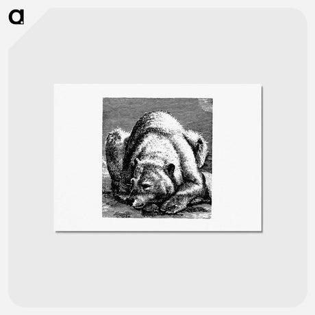 アートポストカード-Bear from Nimrod In The North, Or Hunting And Fishing Adventures In The Artic Regions
 - 大英図書館 Postcard.