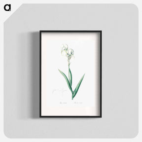 アートポスター-Tall bearded iris illustration - ピエール ジョゼフ ルドゥーテ Poster.