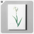 アートパネル-Tall bearded iris illustration - ピエール ジョゼフ ルドゥーテ Canvas.
