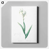 アートパネル-Tall bearded iris illustration - ピエール ジョゼフ ルドゥーテ Canvas.
