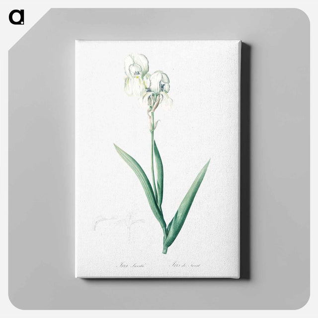 アートパネル-Tall bearded iris illustration - ピエール ジョゼフ ルドゥーテ Canvas.