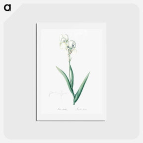アートポストカード-Tall bearded iris illustration - ピエール ジョゼフ ルドゥーテ Postcard.