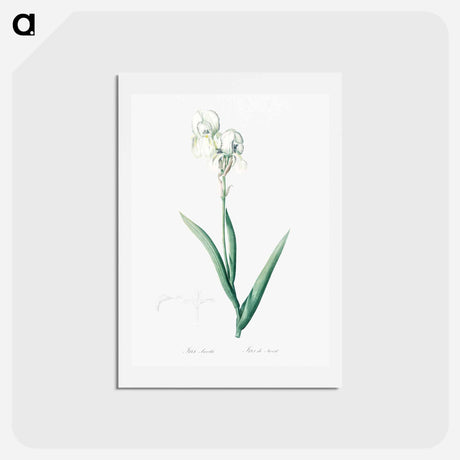 アートポストカード-Tall bearded iris illustration - ピエール ジョゼフ ルドゥーテ Postcard.