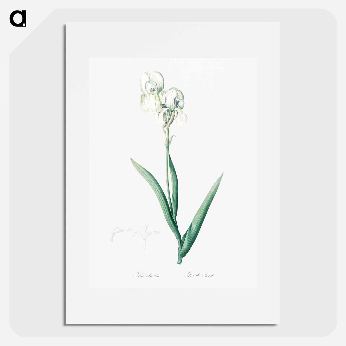 Tall bearded iris illustration - ピエール ジョゼフ ルドゥーテ Poster.